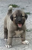 Karabaş Kangal Yavrusu