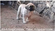 Satılık kangal