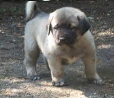 Kangal Köpeği Yavrusu