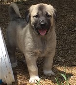 ücretsiz kangal yavrusu 1 aylık