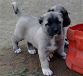 KANGAL ÇİFTLİĞİ ÜCRETSİZ KÖPEK İLANLARI 2021