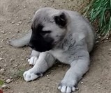 Erkek Kangal Yavrusu