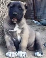 Satılık karabaş kangal yavrusu